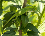 5F1A4228 Green Anole.jpg