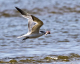 5F1A4645 Royal Tern.jpg