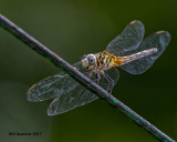 5F1A4733 Blue Dasher.jpg