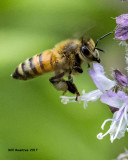 5F1A4812 Honey bee.jpg