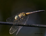 5F1A4835 Blue Dasher f.jpg