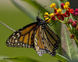 5F1A4924 Monarch.jpg