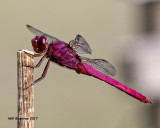 5F1A5083 Carmine Skimmer.jpg