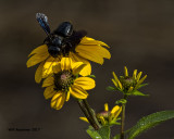 5F1A5092 Carpenter Bee Mimic.jpg