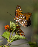 5F1A5107 Gulf Fritillary.jpg