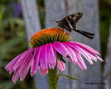 5F1A5133 White-striped Longwing.jpg