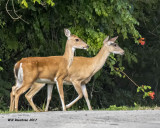 5F1A5142 White-tail Deer.jpg