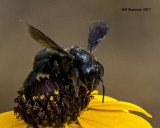 5F1A5091 Carpenter bee mimic.jpg