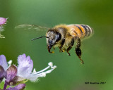 5F1A5180 Honey Bee.jpg