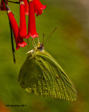 5F1A5209 Sulphur.jpg