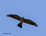 5F1A5336 Mississippi Kite.jpg