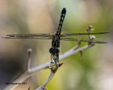 5F1A5361 Skimmer.jpg