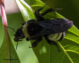 5F1A5516 American Bumblebee.jpg