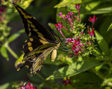 5F1A5527 Giant Swallowtail.jpg