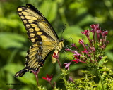 5F1A5536 Giant Swallowtail.jpg