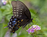 5F1A5775 Spicebush Swallowtail.jpg