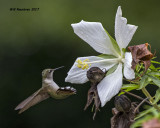 5F1A6010 Texas Hibiscus RTHummer.jpg
