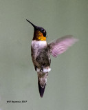 5F1A6055 RT Hummer.jpg