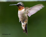 5F1A6270 RT Hummingbird.jpg