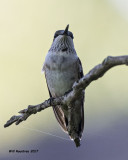 5F1A6479 Ruby-throated Hummingbird.jpg