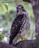 5F1A6593 Hawk.jpg