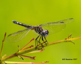 5F1A6624 Blue Dasher.jpg