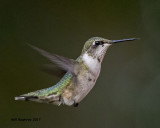 5F1A6711 Ruby-throated Hummingbird.jpg