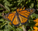 5F1A6732 Monarch.jpg