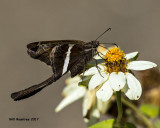 5F1A6738 White-striped Longwing.jpg