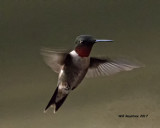 5F1A6790 Ruby-throated Hummingbird.jpg