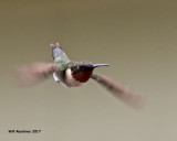 5F1A7247 Ruby-throated Hummingbird.jpg