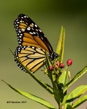 5F1A7679 Monarch.jpg