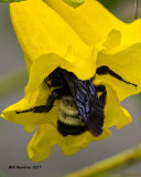 5F1A7737 Bumble Bee.jpg