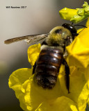 5F1A7894 Carpenter Bee.jpg