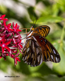 5F1A8249 Gulf Fritillary.jpg