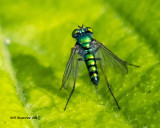 5F1A8303 Long-legged Fly.jpg