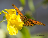 5F1A8324 Gulf Fritillary.jpg