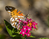 5F1A8329 Gulf Fritillary.jpg