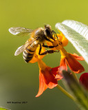 5F1A8380 Honey Bee.jpg