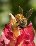 5F1A8399 Honey Bee.jpg