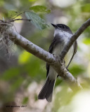 5F1A8624 Eastern Phoebe.jpg