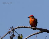 5F1A8747 Vermillion Flycatcher.jpg