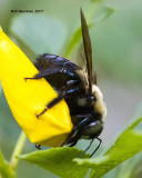 5F1A8886 Eastern Carpenter Bee.jpg