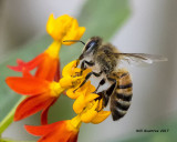 5F1A8935 Honey Bee.jpg