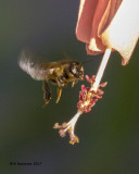 5F1A8996 Honey Bee.jpg