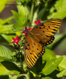 5F1A9214 Gulf Fritillary.jpg