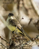 5F1A9295 Eastern Phoebe.jpg