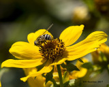 5F1A9412 Bee fly.jpg