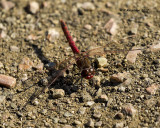 5F1A9524 red Dragon.jpg