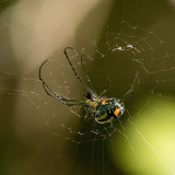 5F1A9576 Orchard Orb weaver.jpg